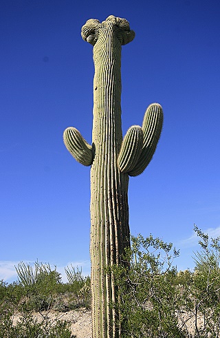 Saguaro National Park East Saguaro National Park East