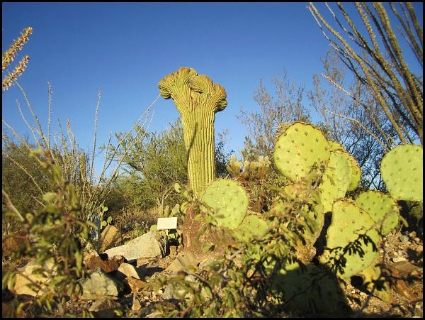 Desert Museum Desert Museum