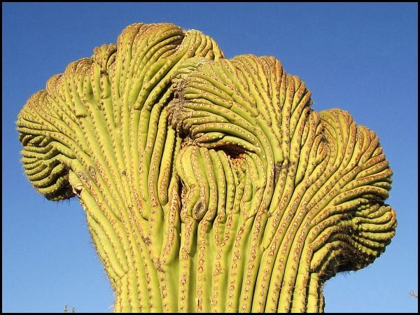 Desert Museum Desert Museum