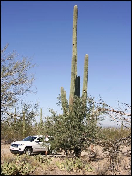 Saguaro National Park Saguaro National Park