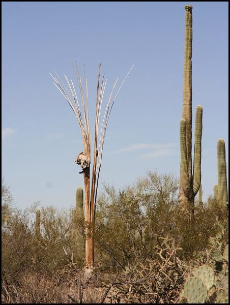 Saguaro National Park Saguaro National Park