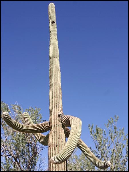 Saguaro National Park Saguaro National Park