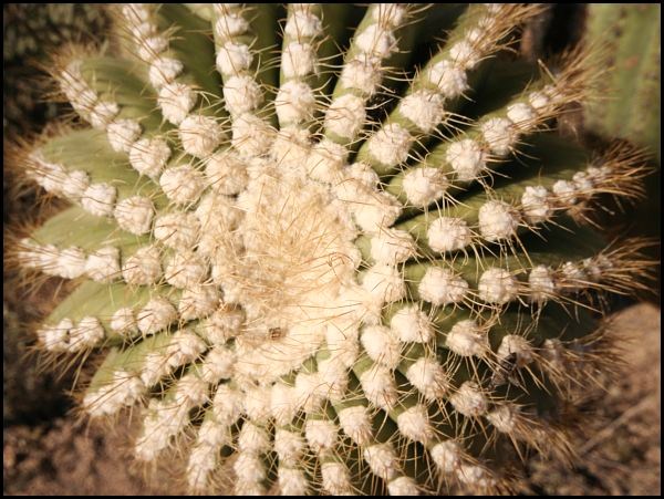 Saguaro National Park Saguaro National Park