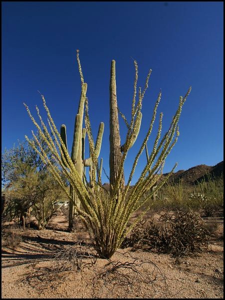 Saguaro National Park Saguaro National Park