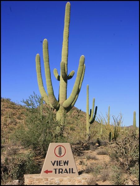 Saguaro National Park Saguaro National Park
