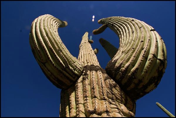 Saguaro National Park Saguaro National Park
