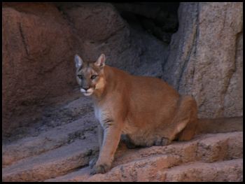 Desert Museum