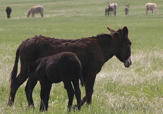 Die Gruppe wilder Esel zieht ab. Die Gruppe wilder Esel zieht ab.