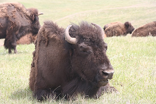 Custer State Park - Wildlife Loop Custer State Park - Wildlife Loop