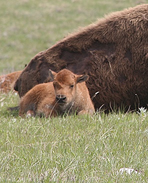 Custer State Park - Wildlife Loop