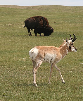 Custer State Park - Wildlife Loop Custer State Park - Wildlife Loop